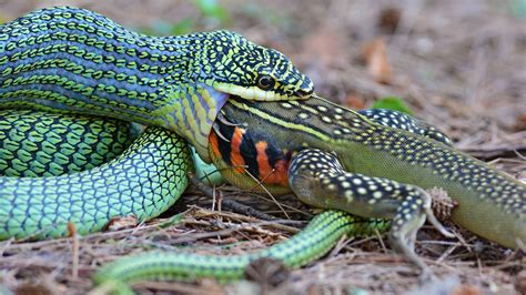  Chaos! Una Pequeña Criatura que Se Desliza y Engulle su Entorno