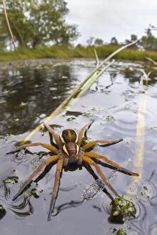  Dolomedes: Un maestro del camuflaje y las aguas turbulentas!