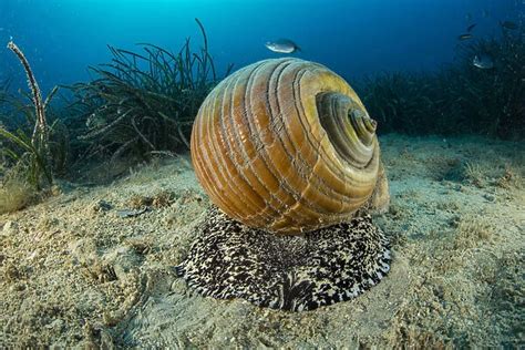  ¡Conozca al Gastrópodo Gigante del Océano: Una Maravilla de la Naturaleza con una Casa Móvil y un Apetito Insaciable!