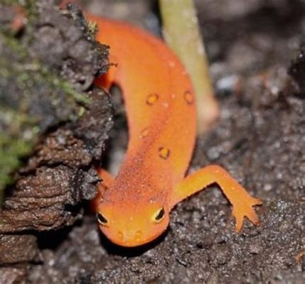  Newt: ¿Un pequeño salamandra con piel de mosaico o un maestro del camuflaje que te deja boquiabierto?