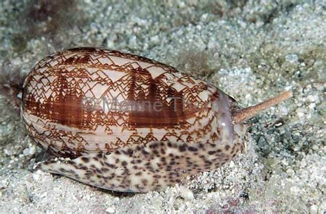  Oliva: ¿Un caracol marino que baila al ritmo de las mareas?