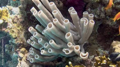  Organ Pipe Coral: ¡Descubra Un Arrecife Viviente De Forma Tubular!