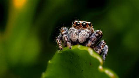  Spider Crab: ¿Conoces al Arácnido que Vive en el Fondo del Océano?