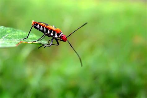  Tersa: Un insecto de armadura que desafía la gravedad con sus brillantes alas!