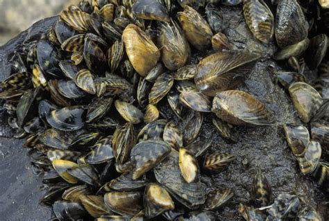 Zebra Mussel: Discover This Tiny Mollusk With An Enormous Appetite For Filtering Water And Spreading Rapidly!