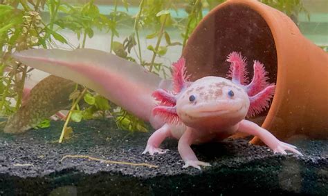  Axolotl: ¡Descubre Este Anfibio Único con Piel Eficaz Contra las Bacterias!