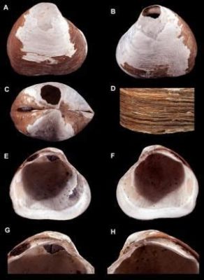  Coco, un molusco bivalvo que se esconde en las profundidades del océano ¡Descubre sus fascinantes hábitos y su peculiar forma de vida!