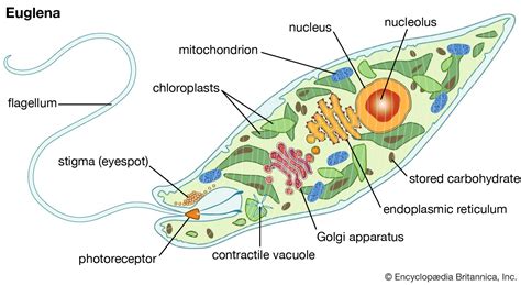  Euglena: ¿Una alga o un animal unicelular con ojos de mancha solar?