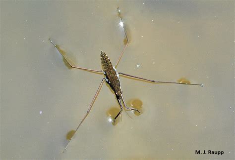  ¿Es el Water Strider un insecto acuático de verdad o solo un bailarín sobre el agua?