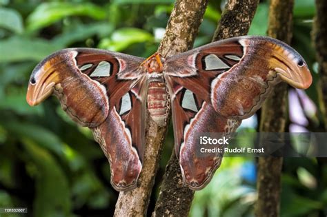  ¡Aterrizando en el Mundo de los Lepidópteros: Explorando las Fascinantes Mariposas Atlas!