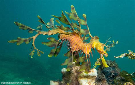  Leafy Seadragon: ¿Un Dragón Realmente Disfrazado de Alga Marina?