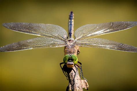  Libélula: ¿Conoces el insecto que vuela como un pequeño helicóptero de las praderas?