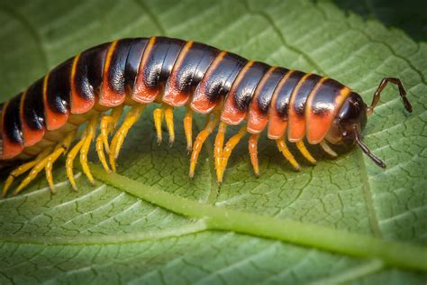  Lophoprocta! Un Diplopodo Curioso Que Te Hará Cambiar Tu Perspectiva Sobre los Insectos