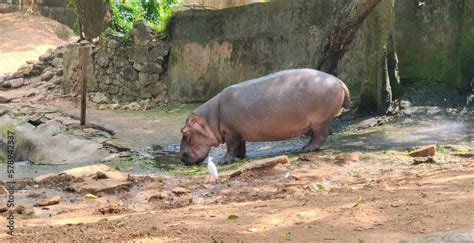 ¡Conoce al Hipopótamo: Un Gigante Semacuático que Te Sorprenderá con su Curiosa Naturaleza!