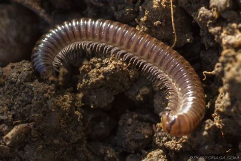  Millipede: Un animal con un sinnúmero de patas que se arrastra por la tierra en busca de materia orgánica en descomposición!