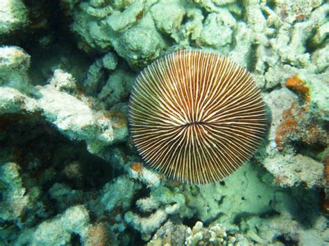 Mushroom Coral: Una Maravilla Submarina Que Embellece los Arrecifes con sus Formas Fungoides Exquisitas!