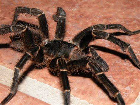  Nichollsia! Una Araña De la Sombra Que Te Sorprenderá