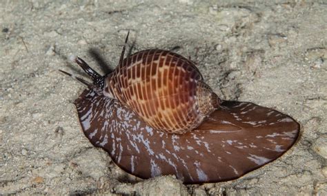  Rangeia! Un caracol marino con una dieta peculiar y un hogar sorprendente