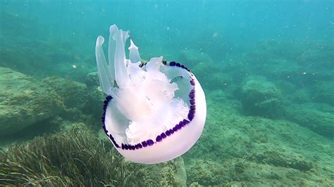  Rhizostoma pulmo: Un gigante gelatinoso que se mueve con la gracia de una bailarina y la potencia de un guerrero