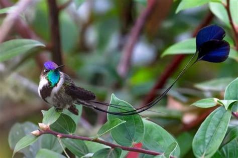  Urogallo: ¡Descubriendo la majestuosidad de un ave que reina en los bosques profundos!