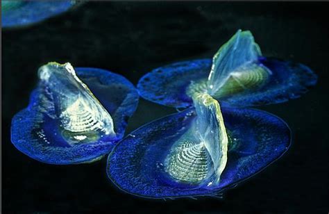  Velella velella: ¡Un animal transparente que navega por el océano impulsado por el viento!