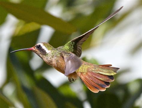  ¿El Xantus Hummingbird: Una Fugaz Maravilla De Alas Con Coloración Iridiscente Y Un Canto Que Se Asombra?