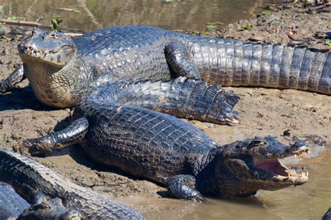  Yacare ¡Descubre Este Reptil Acuático de Sudamérica Que Parece Directo de un Sueño Prehistórico!