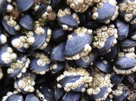  Yellow Mussel: Una delicadeza marina que se aferra a las rocas con tenacidad y elegancia 