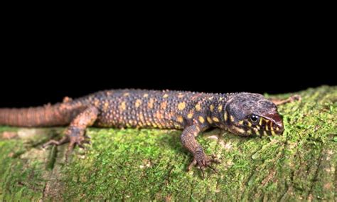  Yellow-Spotted Lizard: Discover This Reptilian Wonder With Scales That Shine Like Sunlit Jewels!