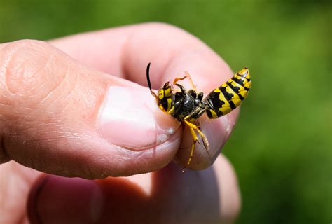  Yellowjacket: Un insecto pequeño pero con un aguijón que te dejará temblando, ¡descubre los secretos de su vida social y su papel en el ecosistema!